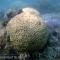 La Gran Barrera de Coral Australiana: los efectos del blanqueamiento
