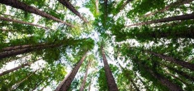 ¿Cuántos árboles hacen falta para proveernos de oxígeno?