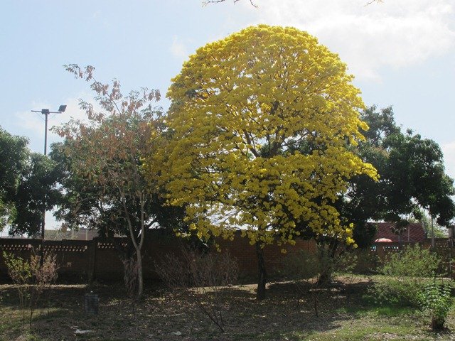 Araguaney