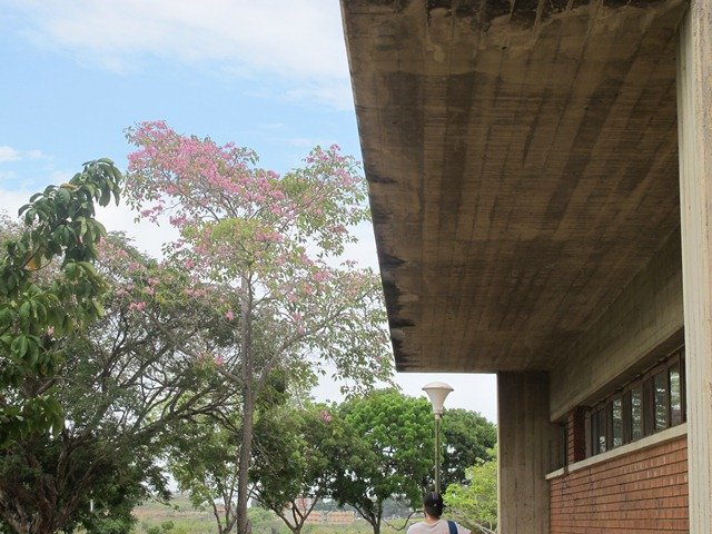 Apamate